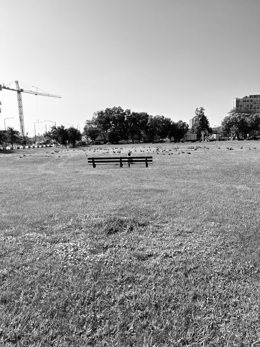 An empty bench in a park sitting inside an open field of grass.